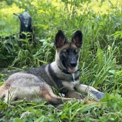 Подробнее об объявлении «Найдена собака район площади в е Корсаков» Фото: найдена собака  «Найдена собака район площади в е Корсаков» в г. Корсаков