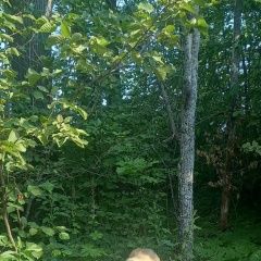 Подробнее об объявлении «Найдена собака кобель Чебоксары» Фото: найдена собака  «Найдена собака кобель Чебоксары» в г. Чебоксары