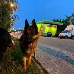 Подробнее об объявлении «Найдена собака кобель мальчик, на вид 1 год, 22:40 Троицк» Фото: найдена собака Немецкая овчарка «Найдена собака кобель мальчик, на вид 1 год,...» в г. Троицк