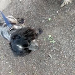 Подробнее об объявлении «Найдена собака спаниель Киров (Кировская обл.)» Фото: найдена собака  «Найдена собака спаниель Киров (Кировская обл.)» в г. Киров (Кировская обл.)