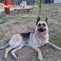 Подробнее об объявлении «Найдена собака щепкино Аксай (Ростовская обл.)» Фото: найдена собака Немецкая овчарка «Найдена собака щепкино Аксай (Ростовская обл.)» в г. Аксай (Ростовская обл.)