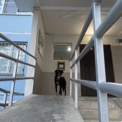 Подробнее об объявлении «Найдена собака Краснодар» Фото: найдена собака  «Найдена собака Краснодар» в г. Краснодар