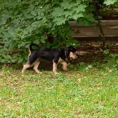 Подробнее об объявлении «Найдена собака кобель, помесь йоркширского Москва» Фото: найдена собака  «Найдена собака кобель, помесь йоркширского Москва» в г. Москва