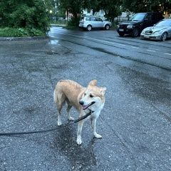 Подробнее об объявлении «Новосибирск Найдена собака кобель» Фото: найдена собака  «Новосибирск Найдена собака кобель» в г. Новосибирск