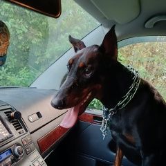 Подробнее об объявлении «Найдена собака кобель Александров» Фото: найдена собака Доберман «Найдена собака кобель Александров» в г. Александров