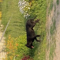 Подробнее об объявлении «Найдена собака кобель собака стоит возле дороги и ждет хозяина Лаишево» Фото: найдена собака  «Найдена собака кобель собака стоит возле дороги...» в г. Лаишево