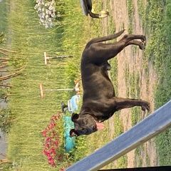 Подробнее об объявлении «Найдена собака кобель стоит возле дороги и ждет хозяина Лаишево» Фото: найдена собака  «Найдена собака кобель стоит возле дороги и ждет...» в г. Лаишево