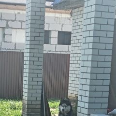 Подробнее об объявлении «Найдена собака кобель хаски Грязи» Фото: найдена собака  «Найдена собака кобель хаски Грязи» в г. Грязи