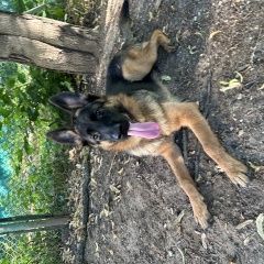 Подробнее об объявлении «Найдена собака Москва» Фото: найдена собака Немецкая овчарка «Найдена собака Москва» в г. Москва