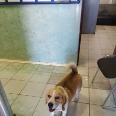 Подробнее об объявлении «Найдена собака кобель Домодедово» Фото: найдена собака Бигль «Найдена собака кобель Домодедово» в г. Домодедово