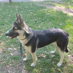 Подробнее об объявлении «Найдена собака очень красивая и ласковая Раменское» Фото: найдена собака Немецкая овчарка «Найдена собака очень красивая и ласковая Раменское» в г. Раменское