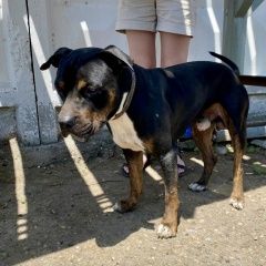 Подробнее об объявлении «Найдена собака кобель Краснодар» Фото: найдена собака Ротвейлер «Найдена собака кобель Краснодар» в г. Краснодар