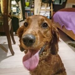 Подробнее об объявлении «Найдена собака кобель Смоленск» Фото: найдена собака  «Найдена собака кобель Смоленск» в г. Смоленск