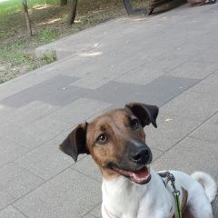 Подробнее об объявлении «Найдена собака Москва» Фото: найдена собака Джек рассел терьер «Найдена собака Москва» в г. Москва