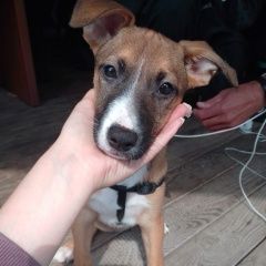 Подробнее об объявлении «Среднеуральск Найдена собака» Фото: найдена собака  «Среднеуральск Найдена собака» в г. Среднеуральск