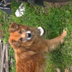 Подробнее об объявлении «Найдена собака рыжего цвета Казань» Фото: найдена собака  «Найдена собака рыжего цвета Казань» в г. Казань