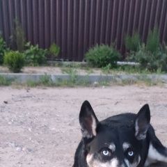 Подробнее об объявлении «Найдена собака кобель Пироговский» Фото: найдена собака Сибирская хаски «Найдена собака кобель Пироговский» в г. Пироговский