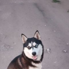 Подробнее об объявлении «Найдена собака замечена собака Чистополь» Фото: найдена собака Сибирская хаски «Найдена собака замечена собака Чистополь» в г. Чистополь