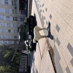 Подробнее об объявлении «Найдена собака кобель Москва» Фото: найдена собака Среднеазиатская овчарка «Найдена собака кобель Москва» в г. Москва