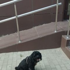 Подробнее об объявлении «Найдена собака Семилуки» Фото: найдена собака  «Найдена собака Семилуки» в г. Семилуки