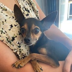 Подробнее об объявлении «Найдена собака той-терьер, девочка. Каневская» Фото: найдена собака Той-терьер «Найдена собака той-терьер, девочка. Каневская» в г. Каневская