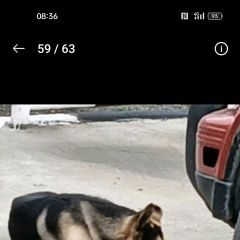 Подробнее об объявлении «Новосибирск Найдена собака кобель северо-чемской. азс. энергия» Фото: найдена собака  «Новосибирск Найдена собака кобель...» в г. Новосибирск