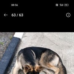 Подробнее об объявлении «Новосибирск Найдена собака кобель северо-чемской. азс. энергия» Фото: найдена собака  «Новосибирск Найдена собака кобель...» в г. Новосибирск