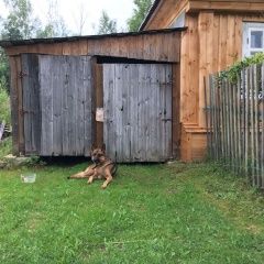 Подробнее об объявлении «Найдена собака Спас-Клепики» Фото: найдена собака Немецкая овчарка «Найдена собака Спас-Клепики» в г. Спас-Клепики