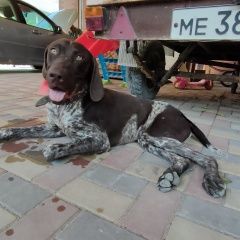 Подробнее об объявлении «Найдена собака кобель кристина Темрюк» Фото: найдена собака Курцхаар «Найдена собака кобель кристина Темрюк» в г. Темрюк