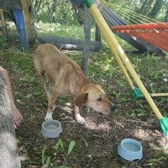 Подробнее об объявлении «Найдена собака Дмитриев-Льговский» Фото: найдена собака  «Найдена собака Дмитриев-Льговский» в г. Дмитриев-Льговский