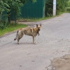 Подробнее об объявлении «Найдена собака хозяин отзовись Одинцово» Фото: найдена собака  «Найдена собака хозяин отзовись Одинцово» в г. Одинцово