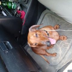 Подробнее об объявлении «Хабаровск Найдена собака» Фото: найдена собака Такса «Хабаровск Найдена собака» в г. Хабаровск