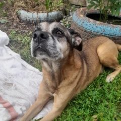 Подробнее об объявлении «Новосибирск Найдена собака кобель боксёр» Фото: найдена собака Боксер «Новосибирск Найдена собака кобель боксёр» в г. Новосибирск