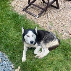 Подробнее об объявлении «Найдена собака в станице крепостная, краснодарский край Северская» Фото: найдена собака  «Найдена собака в станице крепостная,...» в г. Северская