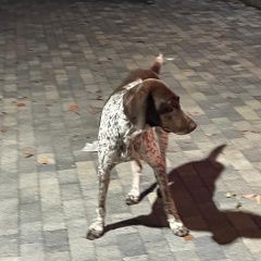 Подробнее об объявлении «Найдена собака кобель проспект ардзинба, 235. Гагра» Фото: найдена собака  «Найдена собака кобель проспект ардзинба, 235....» в г. Гагра