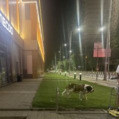 Подробнее об объявлении «Найдена собака замечена в центре Краснодар» Фото: найдена собака  «Найдена собака замечена в центре Краснодар» в г. Краснодар