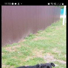 Подробнее об объявлении «Найдена собака Курган» Фото: найдена собака  «Найдена собака Курган» в г. Курган