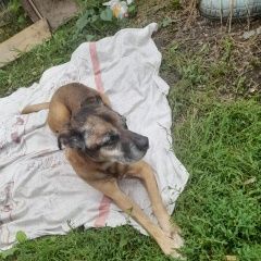 Подробнее об объявлении «Новосибирск Найдена собака кобель метис боксера» Фото: найдена собака  «Новосибирск Найдена собака кобель метис боксера» в г. Новосибирск
