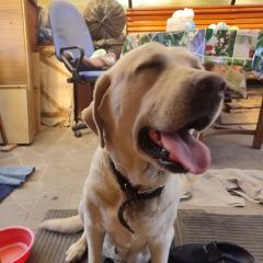 Подробнее об объявлении «Найдена собака золотистый лабродор Россошь» Фото: найдена собака Лабрадор ретривер «Найдена собака золотистый лабродор Россошь» в г. Россошь