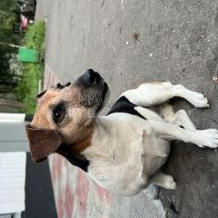 Подробнее об объявлении «Найдена собака кобель Москва» Фото: найдена собака Джек рассел терьер «Найдена собака кобель Москва» в г. Москва