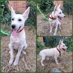 Подробнее об объявлении «Найдена собака Краснодар» Фото: найдена собака  «Найдена собака Краснодар» в г. Краснодар