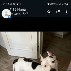 Подробнее об объявлении «Красноярск Найдена собака» Фото: найдена собака  «Красноярск Найдена собака» в г. Красноярск