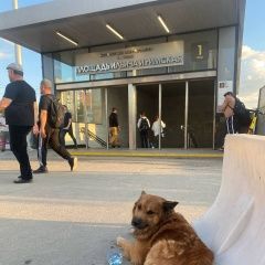 Подробнее об объявлении «Найдена собака кобель Москва» Фото: найдена собака  «Найдена собака кобель Москва» в г. Москва