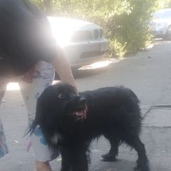 Подробнее об объявлении «Найдена собака кобель Бишкек» Фото: найдена собака  «Найдена собака кобель Бишкек» в г. Бишкек