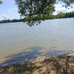 Подробнее об объявлении «Найдена собака у озера белое ( ) вдоль пляжа в 09. Косино» Фото: найдена собака  «Найдена собака у озера белое ( ) вдоль пляжа в...» в г. Косино