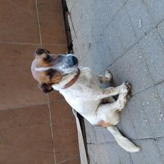 Подробнее об объявлении «Найдена собака кобель Москва» Фото: найдена собака  «Найдена собака кобель Москва» в г. Москва