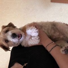 Подробнее об объявлении «Найдена собака кобель Магнитогорск» Фото: найдена собака Джек рассел терьер «Найдена собака кобель Магнитогорск» в г. Магнитогорск