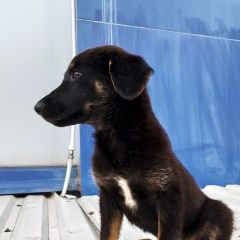 Подробнее об объявлении «Найдена собака Смоленск» Фото: найдена собака  «Найдена собака Смоленск» в г. Смоленск