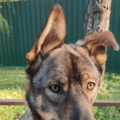 Подробнее об объявлении «Найдена собака кобель бруно ищет новый дом больше года Москва» Фото: найдена собака Немецкая овчарка «Найдена собака кобель бруно ищет новый дом...» в г. Москва