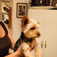 Подробнее об объявлении «Найдена собака Кореновск» Фото: найдена собака  «Найдена собака Кореновск» в г. Кореновск